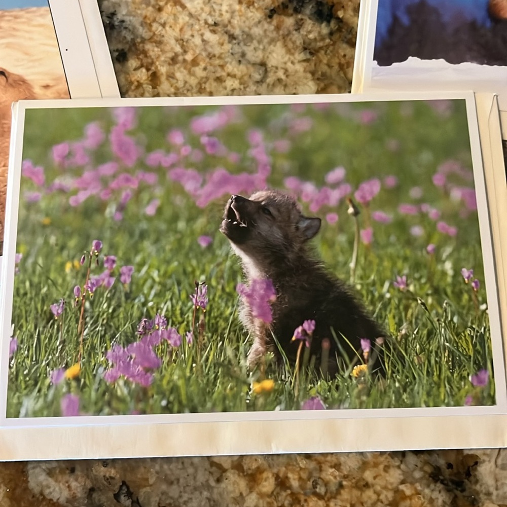 Wolf Themed Greeting Cards Set